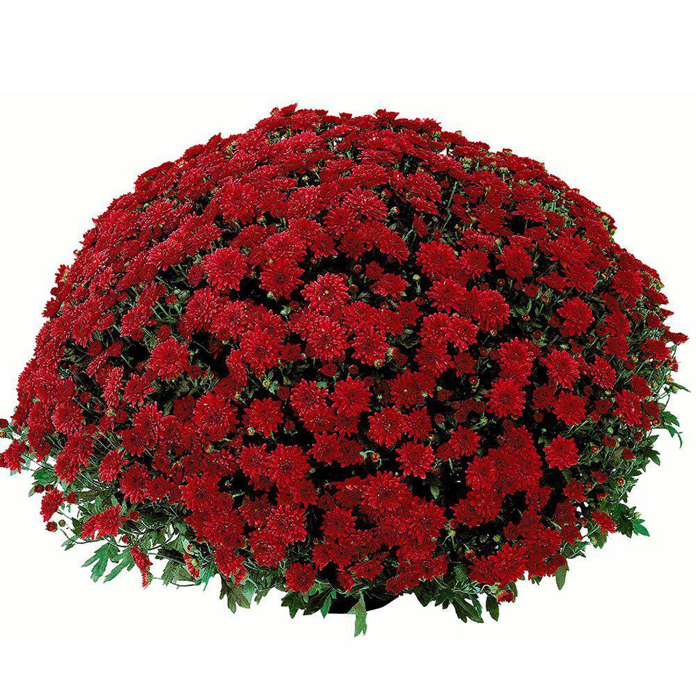 Pure Beauty Farms 2.5 Qt. Mum Chrysanthemum Plant Red Flowers in 6.33 In. Grower's Pot (2-Plants) DC1GMUMRED2