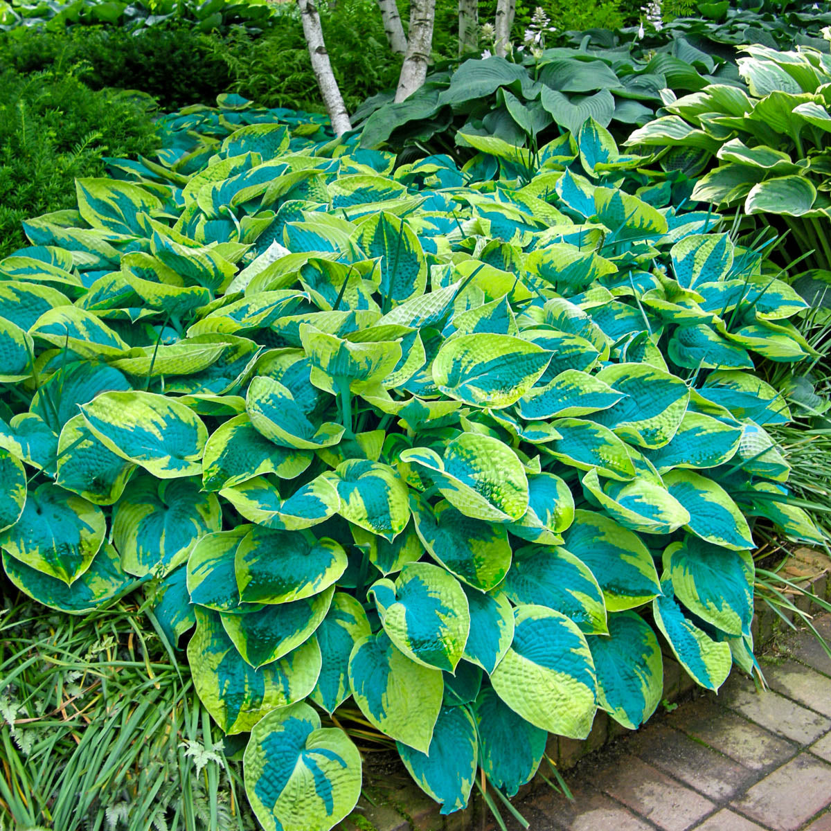 Tokudama Flavorcircinalis Hosta Dormant Bare Root Perennial Roots (3-Pack)