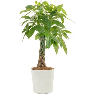 Costa Farms Pachira Braid Indoor Money Tree Plant in 10 in. Paradise Planter Avg. Shipping Height 3-4 ft. Tall CO.3.PCH10.PARWHT