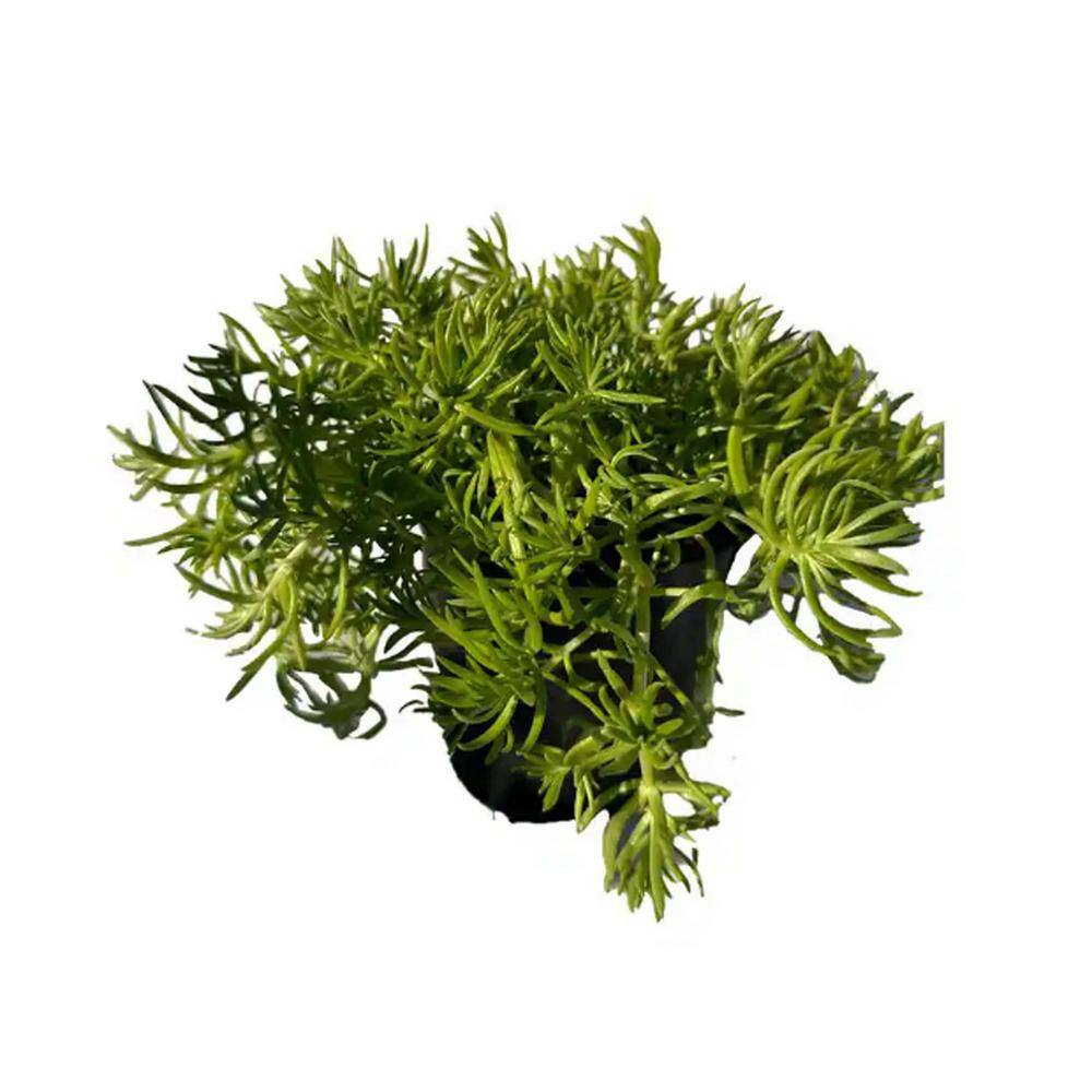 Zeus  Ruta Sedum Lemon Ball Plants Drought Tolerent Pet-Safe Spreading in Pots (1-Pack) W1011-SLB1