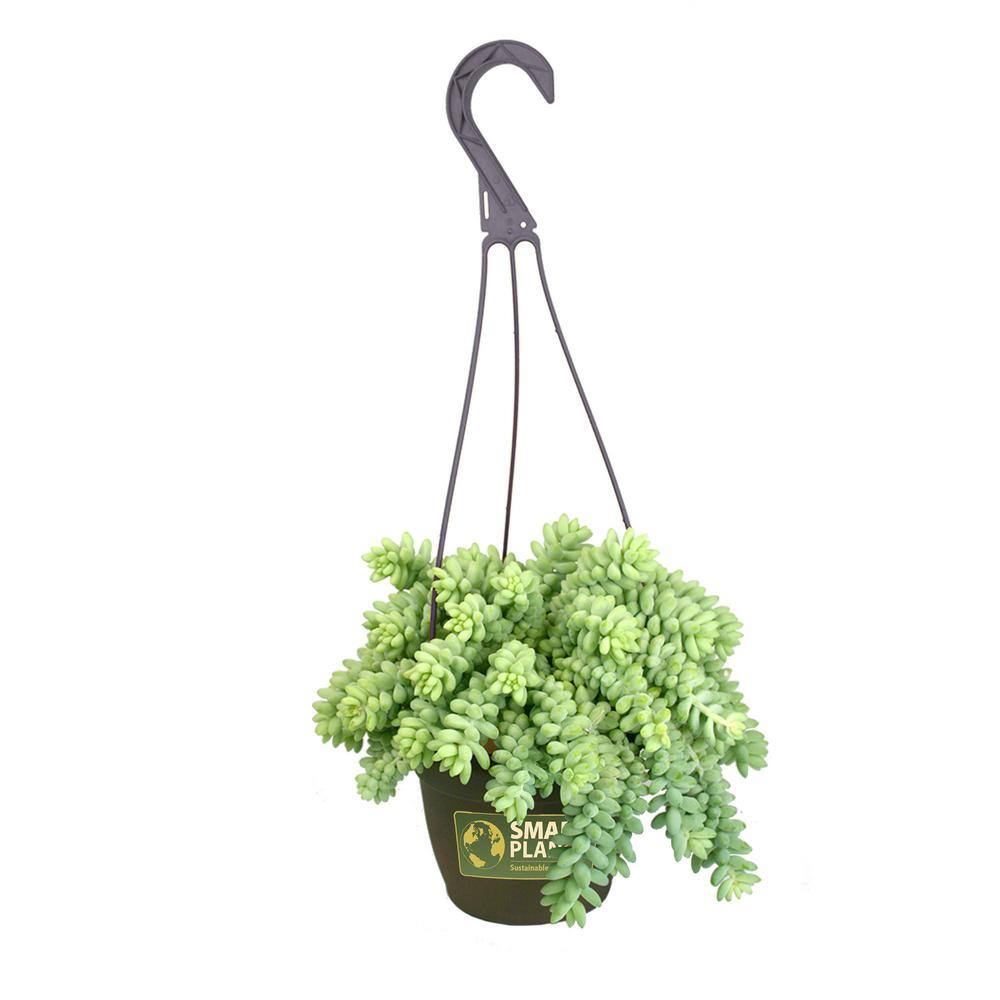 SMART PLANET 6 in. Sedum Burrito Hanging Basket Plant 0880063