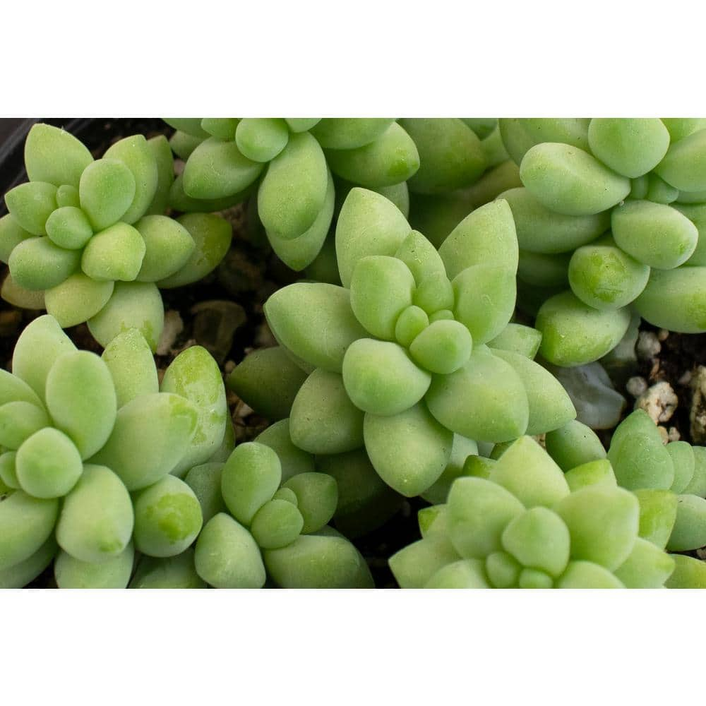 Shop Succulents String of Pearls Burrito Sedum Fishhook and String of Bananas4 in. Grow Pots (4-Pack) 4-HANG-PK-4