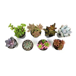 SMART PLANET 2.5 in. Assorted Succulents Plants (8-Pack) 0880056