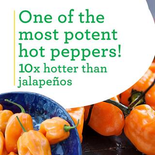 Bonnie Plants 19 oz. Habanero Hot Pepper Plant 1003800733