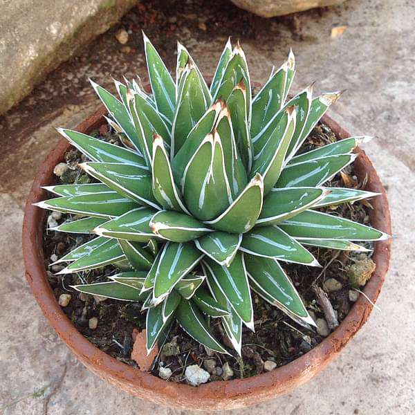 Agave Victoriae - Succulent Plant