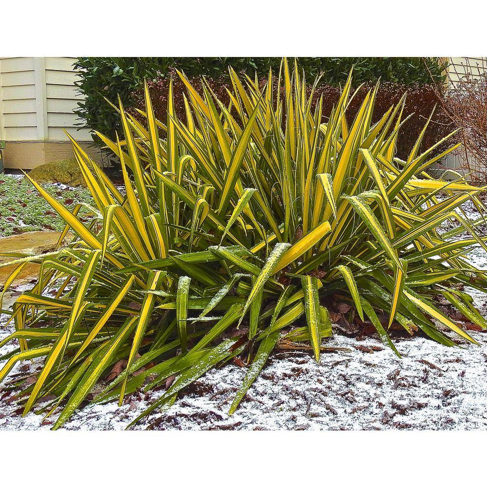 Online Orchards 1 Gal. Golden Sword Yucca Shrub SBYC001