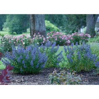 PROVEN WINNERS 1 Gal. Beyond Midnight Bluebeard (Caryopteris) Live Shrub Blue Flowers and Glossy Green Foliage CARPRC1056101