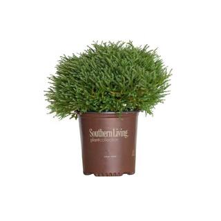 SOUTHERN LIVING 2 Gal. Pancake Arborvitae Shrub with Low-Growing Blue-Green Foliage 55382