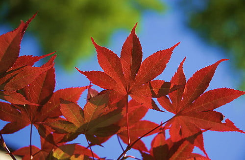 Bloodgood Japanese Maple - Bonsai or Outdoors - Acer palmatum - 5.5