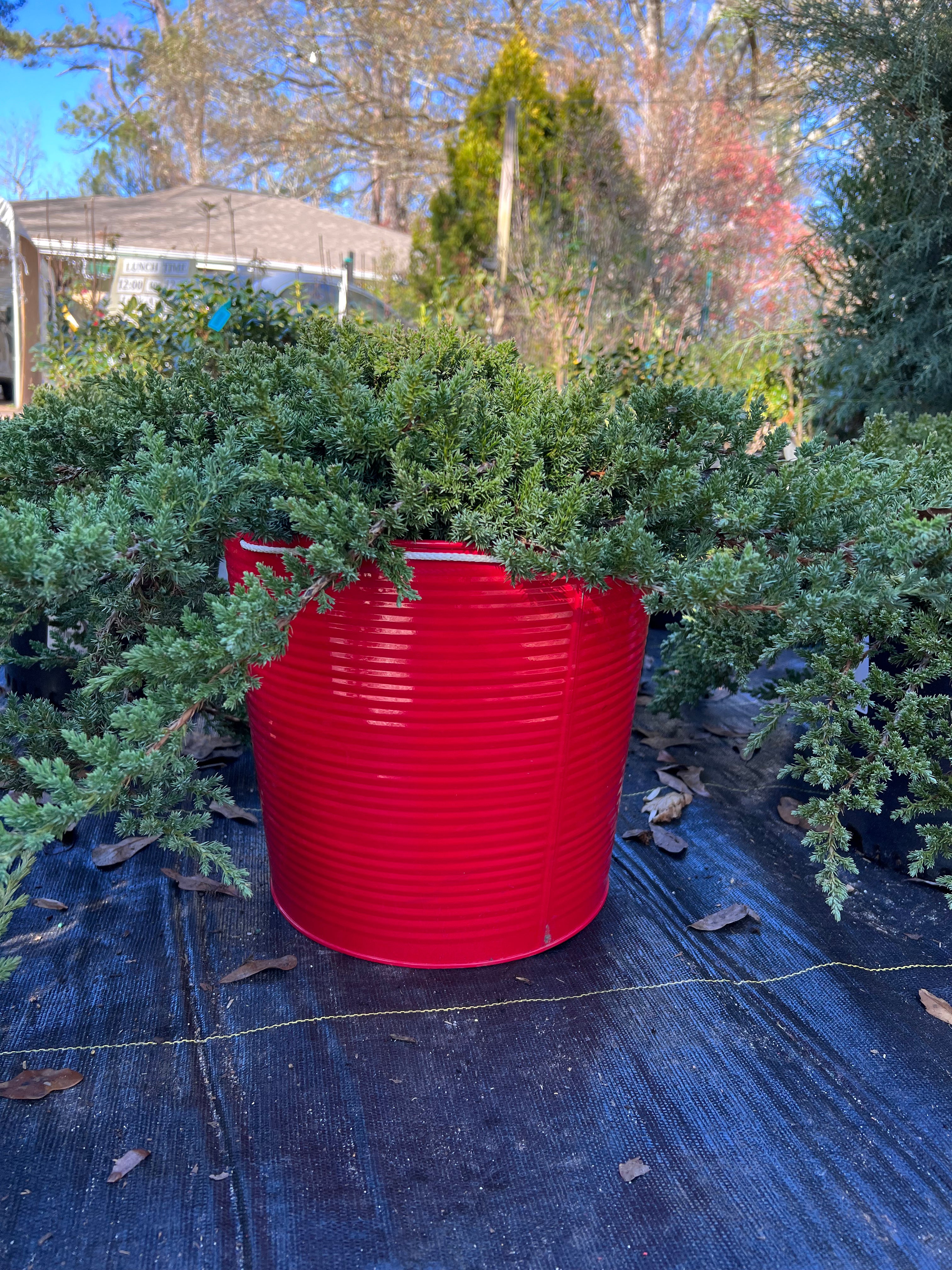 Procumbens Nana Juniper