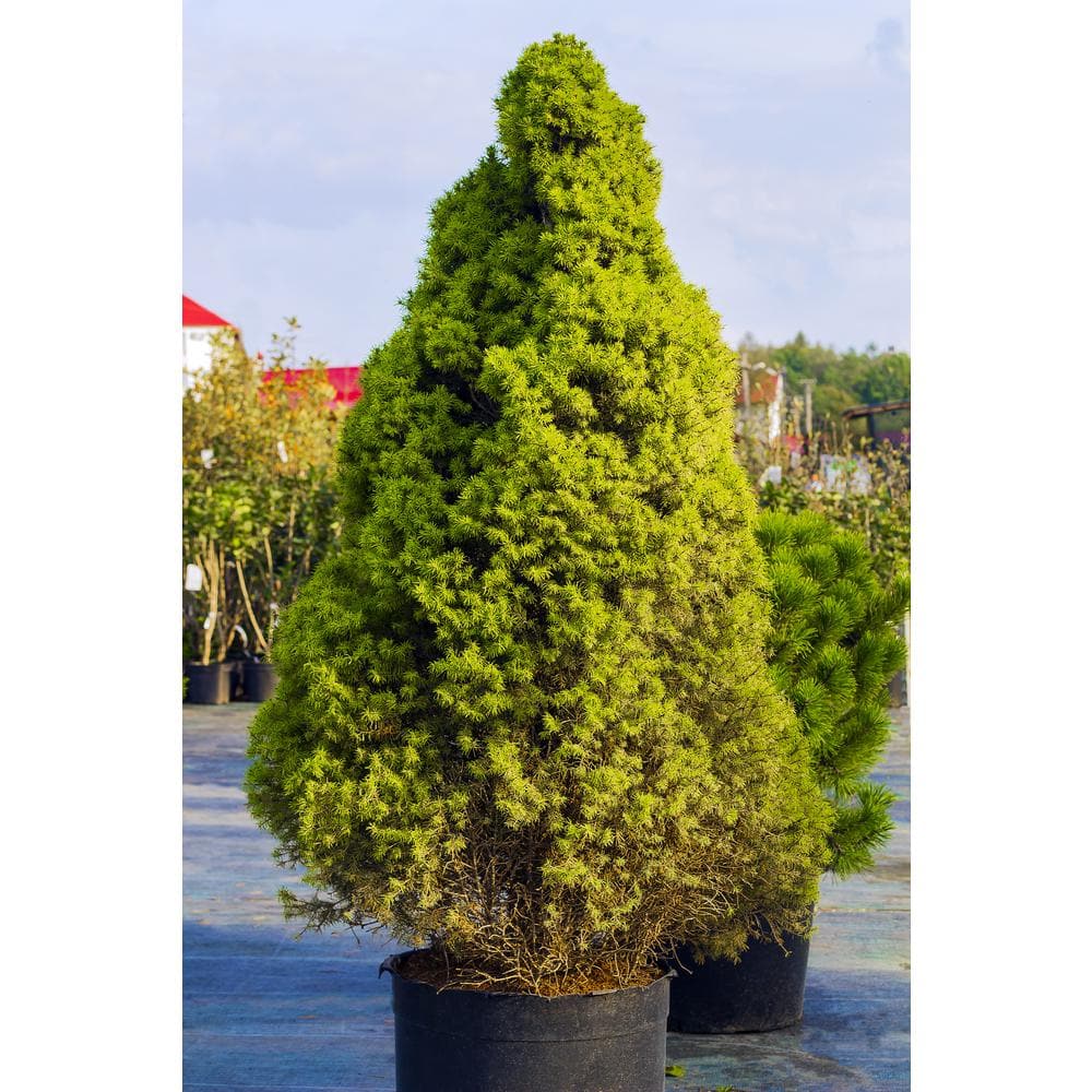 Online Orchards 1 Gal. Dwarf Alberta Spruce Shrub Aromatic and Soft Evergreen Foliage Almost no Maintenance Required CFSP001