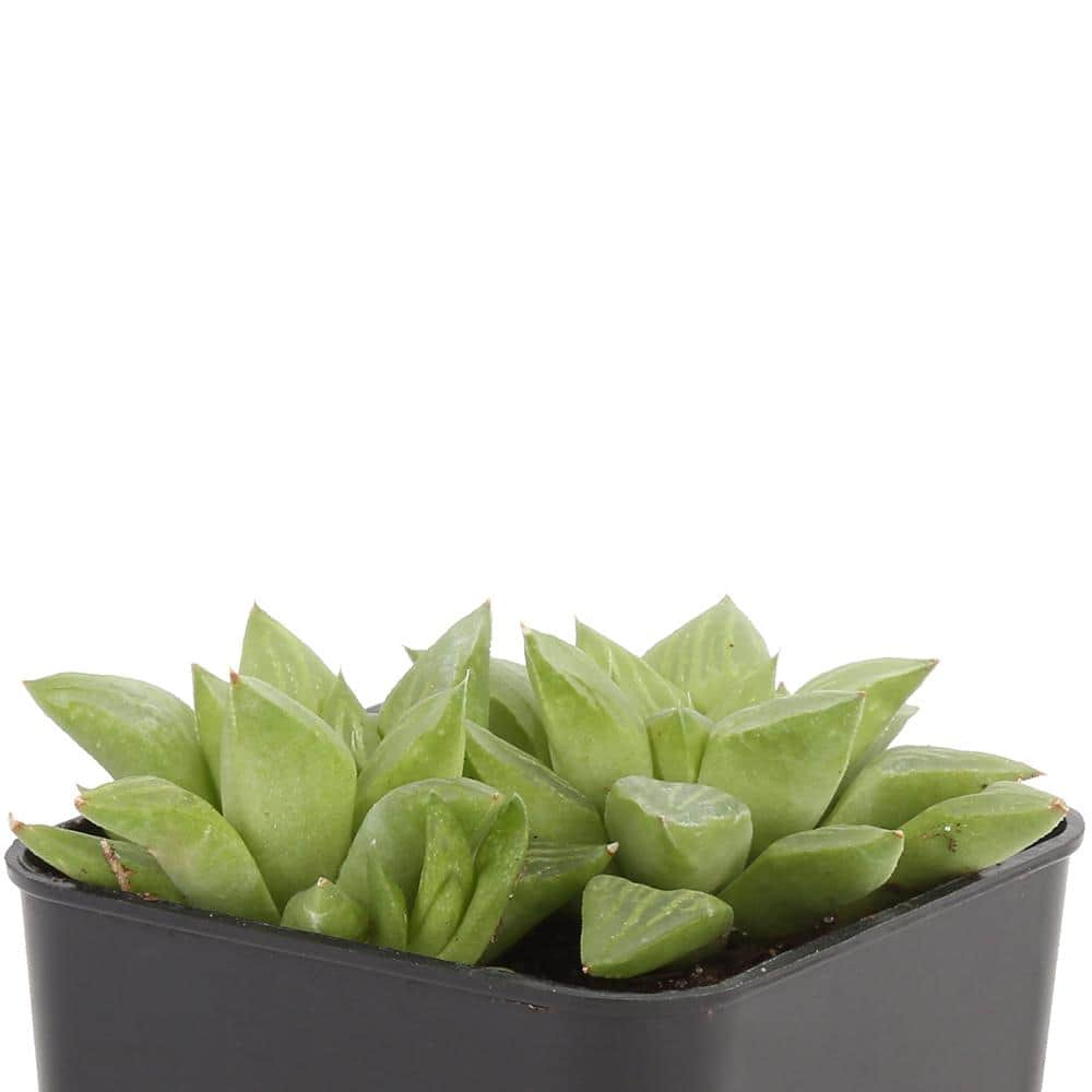 Costa Farms Small Assorted Haworthia Succulents in 2.5 in. Grower Pot， Avg. Shipping Height 3 in. Tall (4-Pack) 2SUCCHAWGROW4PK