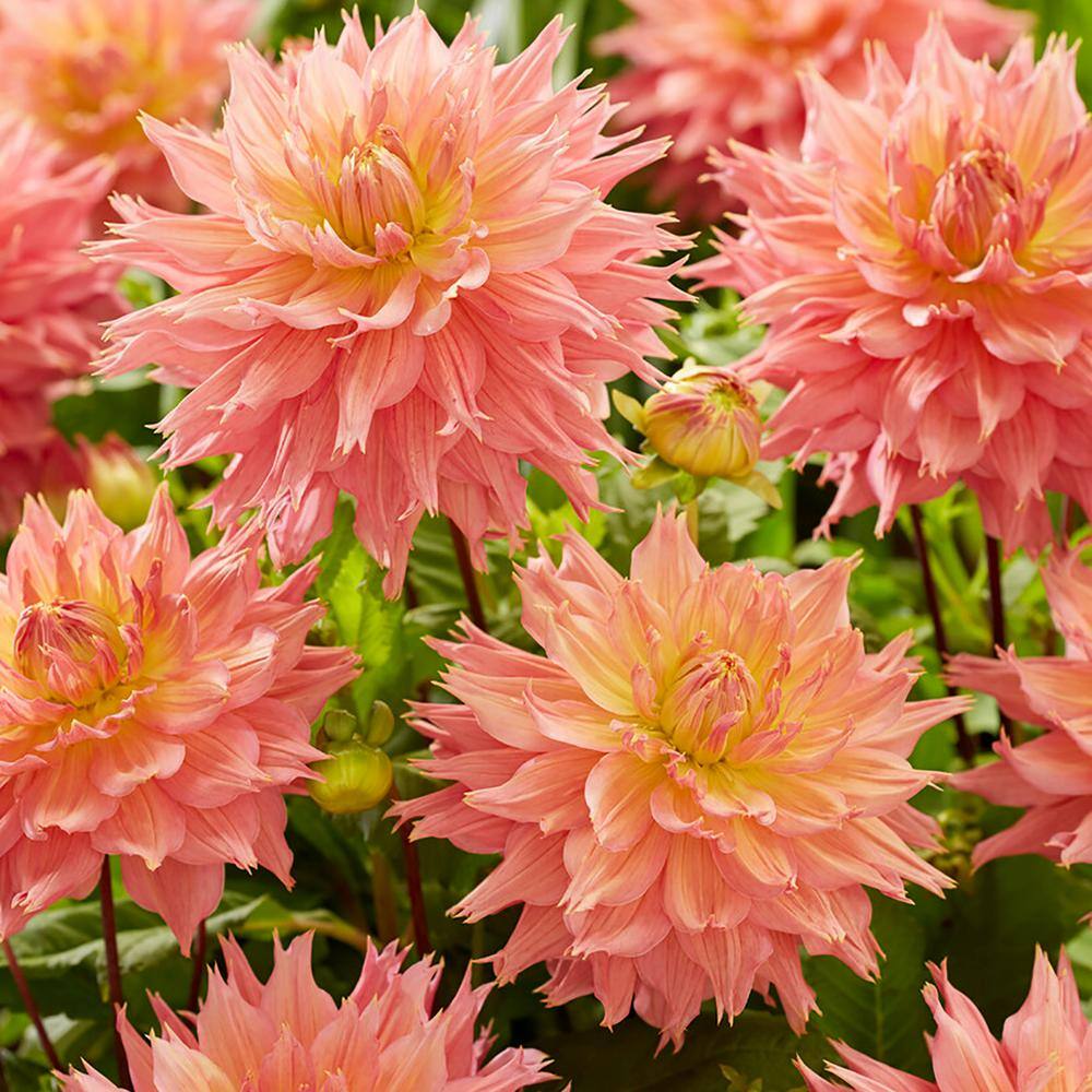 VAN ZYVERDEN Dahlias Omega Bulbs (Set of 5) 84138