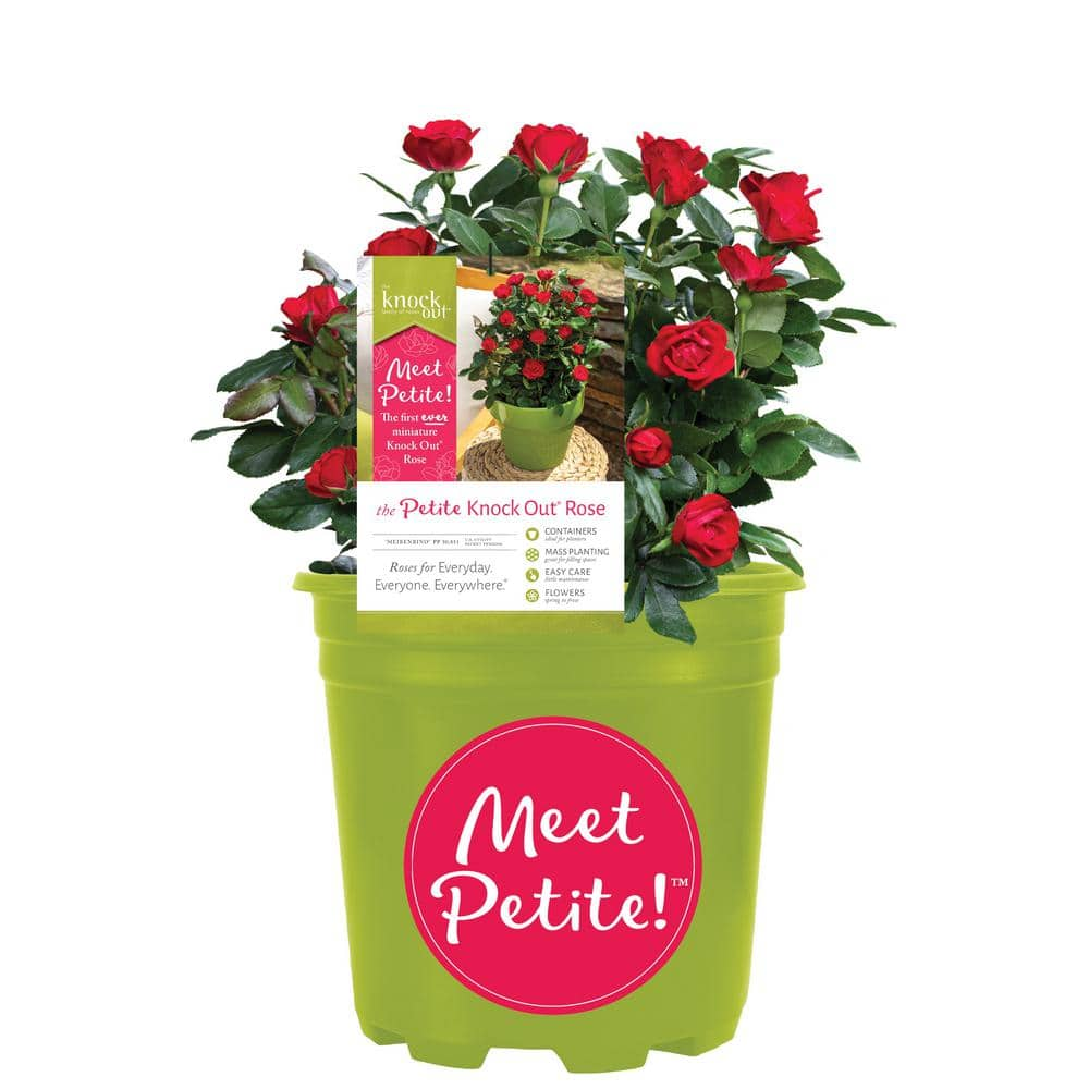 KNOCK OUT 2 Gal. Petite Knock Out Rose Bush with Red Flowers KOROS2PRD1PK