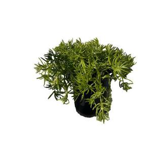 Zeus  Ruta Sedum Lemon Ball Plants Drought Tolerent Pet-Safe Spreading in Pots (1-Pack) W1011-SLB1