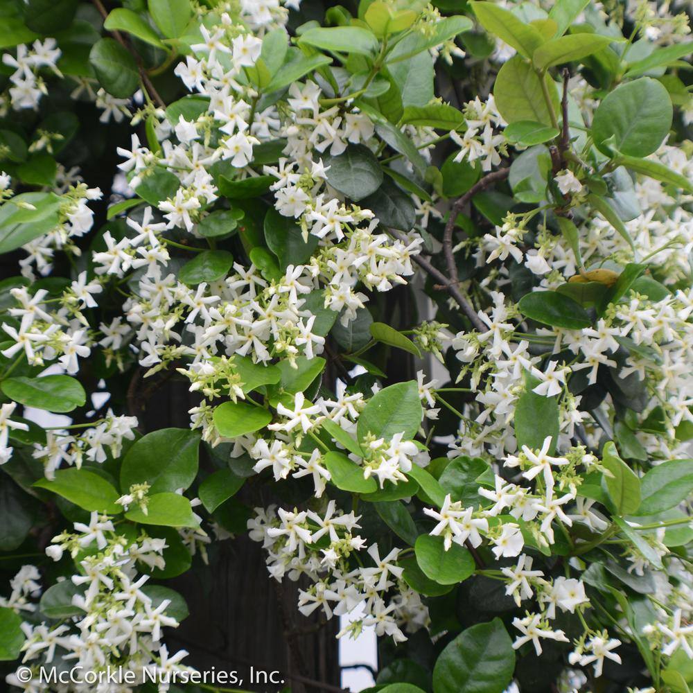 GARDENER'S CONFIDENCE 2 Gal Madison Jasmine (Star Jasmine) Live Vine Plant with White Fragrant Blooms 11673