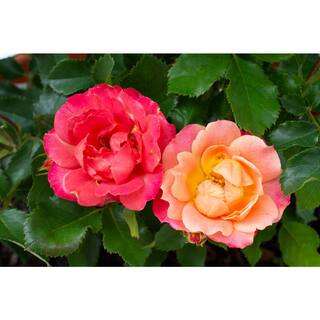 Sunblaze 2.5 In. Sunblaze Peach Mini Rose Bush with Orange-Pink Flowers (3-Pack) HD1614