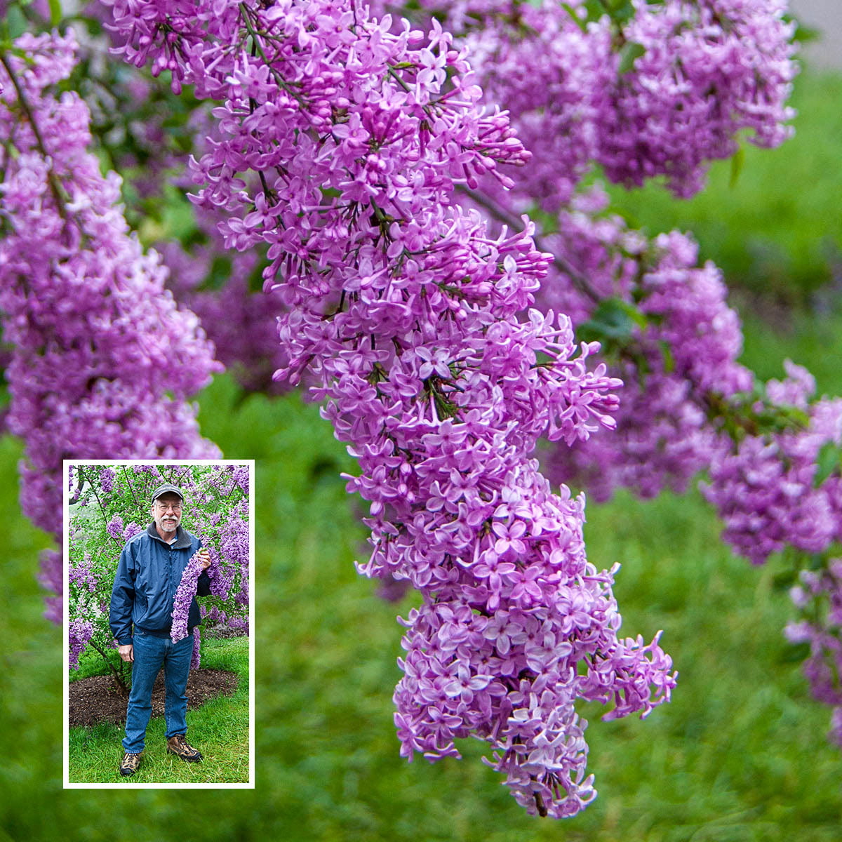 Sunday Purple Flowering Lilac Dormant Bare Root Flowering Starter Shrub (1-Pack)