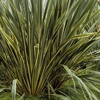 Alder  Oak 5 gal. 2-pack Duet New Zealand Flax Plant Perennial Shrubs PHDU05