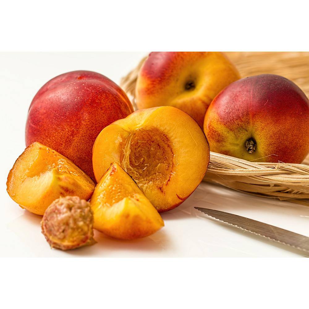 Online Orchards Independence Nectarine Tree (Bare-Root 3 ft. to 4 ft. Tall 2-Years Old) FTNC005