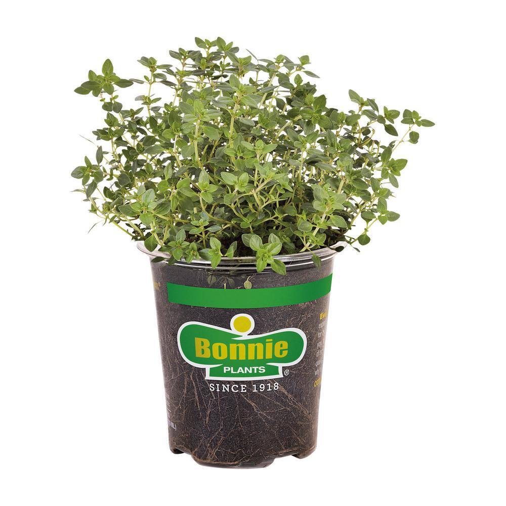 Bonnie Plants 19 oz. Lemon Thyme Herb Plant 5116