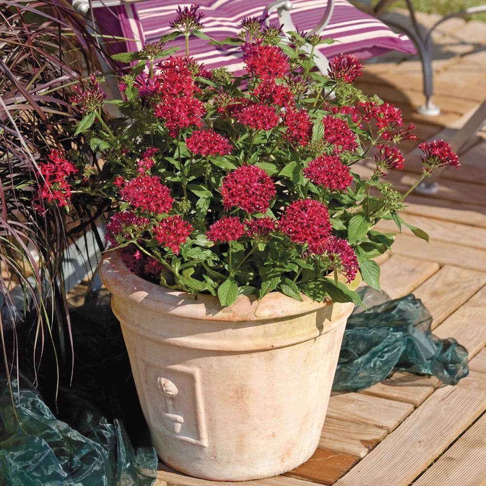 Costa Farms Bright Red Penta Outdoor Flowers in 1 Qt. Grower Pot Avg. Shipping Height 10 in. Tall (8-Pack) 4PENTBLBRRED8PK