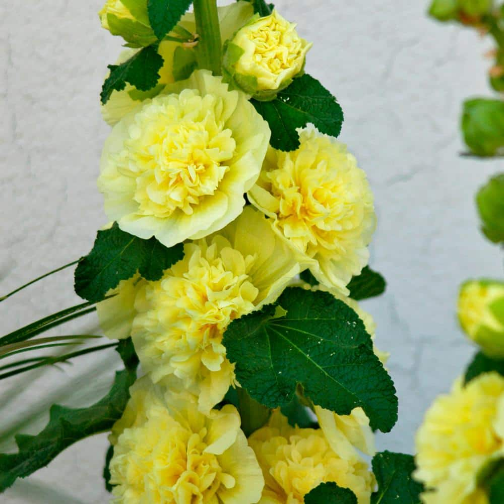 VAN ZYVERDEN Hollyhocks Alcea Rosea Yellow (Set of 5 Roots) 83326