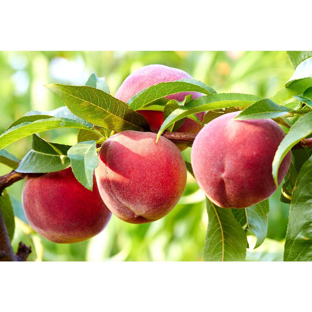 Online Orchards 3 ft. Frost Peach Tree Semi Dwarf with Cold Hardy and Delicious Fruit FTPE202