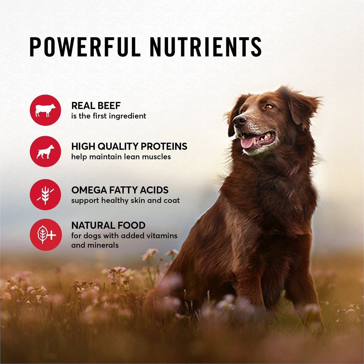 American Journey Beef and Chicken Recipe Grain-Free Canned Dog Food