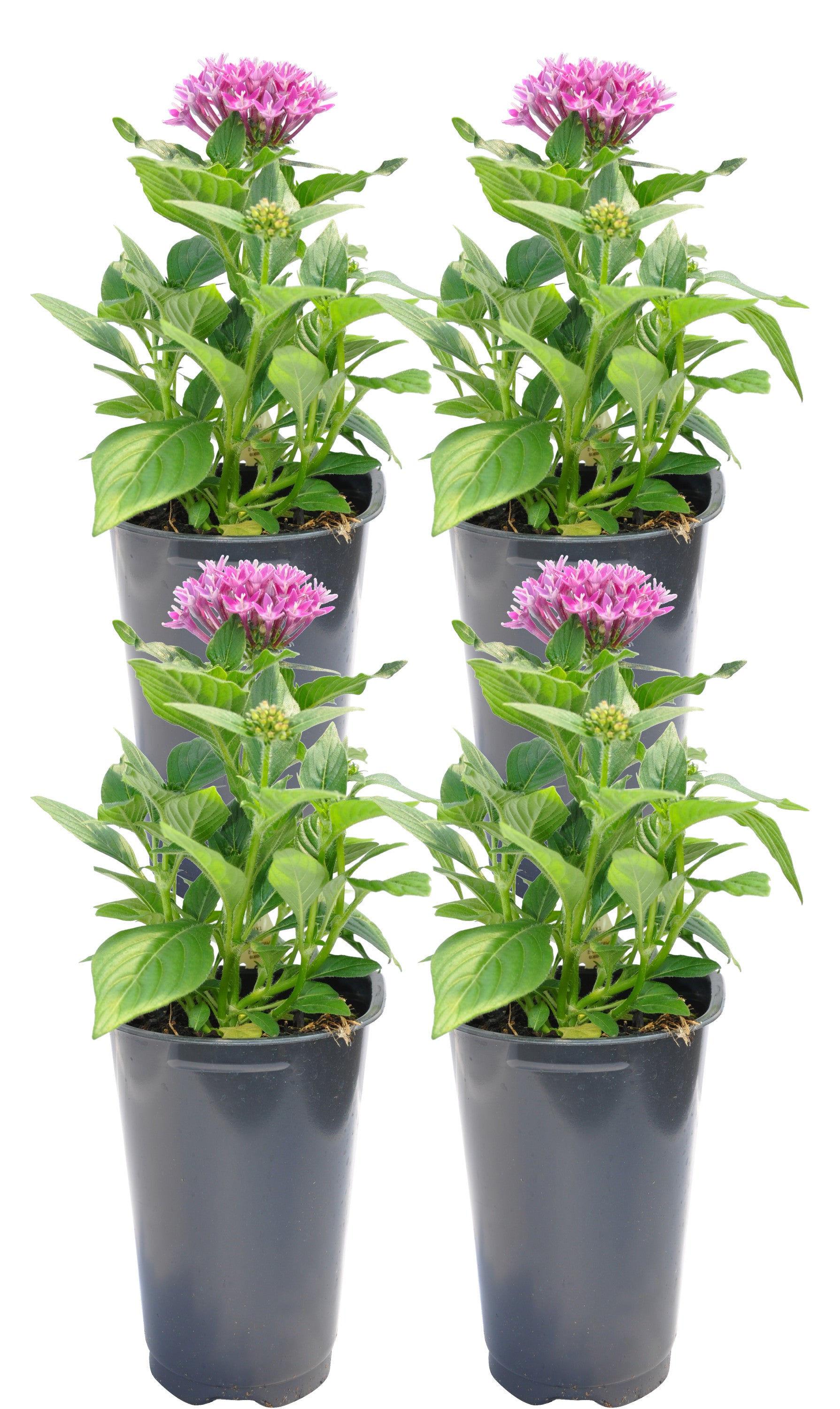 Costa Farms  Live Outdoor 11in. Tall Pink Pentas; Full Sun Outdoors Plant in 4.5in. Grower Pot， 4-Pack