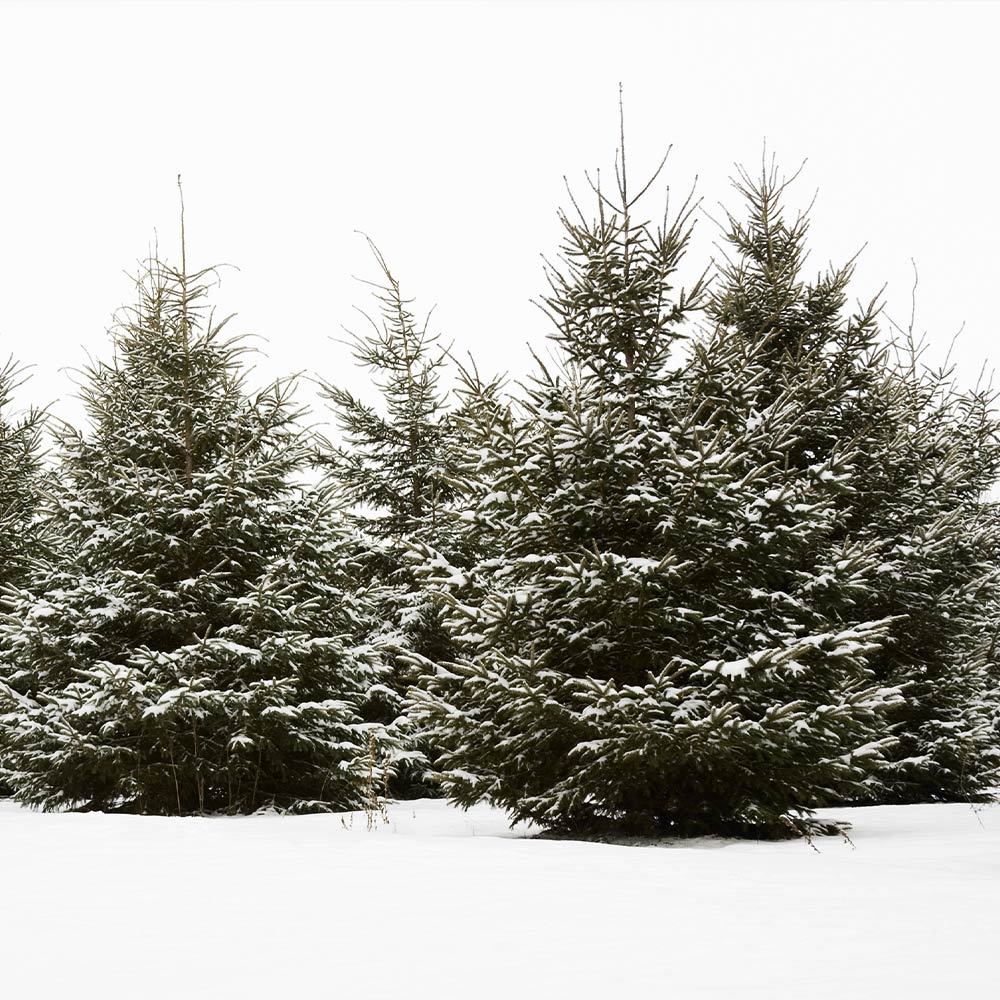 White Spruce Tree