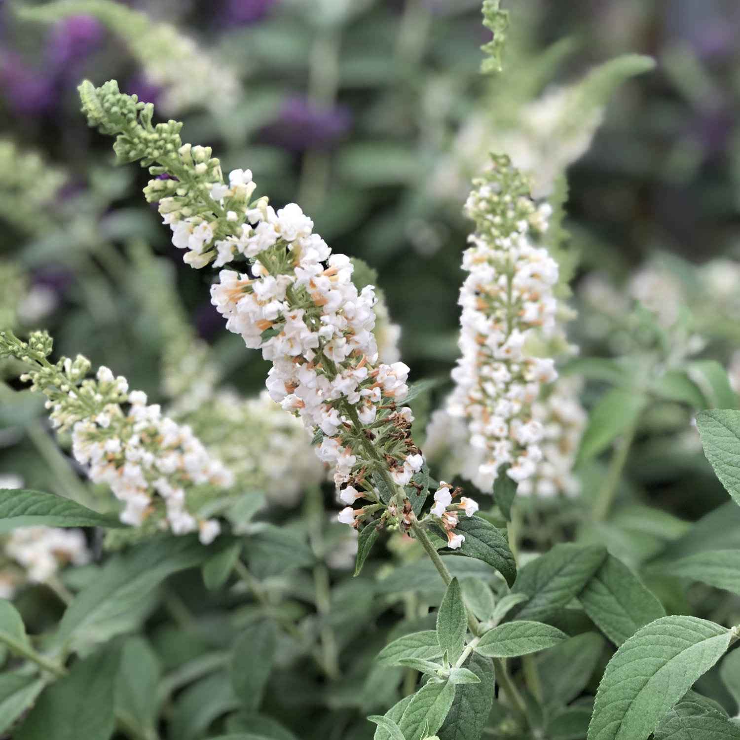 Buddleia Lo & Behold 'Ice Chip' Butterfly Bush