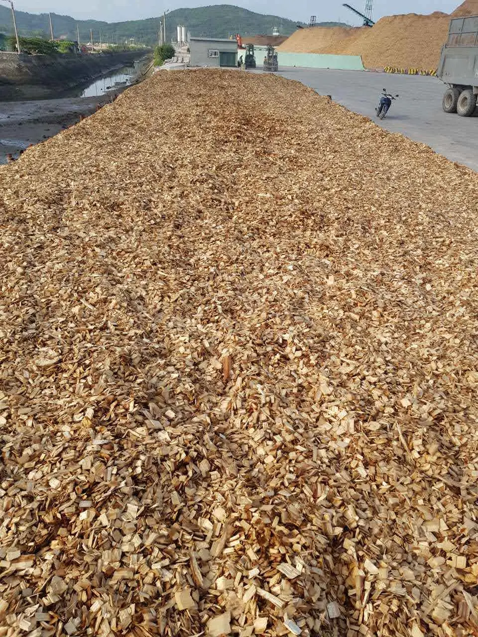 Wood Chip Bark chip Planted Trees Natural  Bark Wood Acacia Woodchip Origin Vietnam