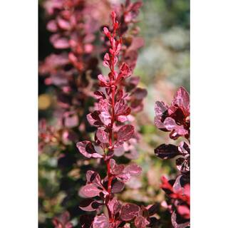 Online Orchards 1 Gal. Rose Glow Barberry Shrub Deep Purple Foliage Naturally Mottled with Rosepink Splashes SBBB003