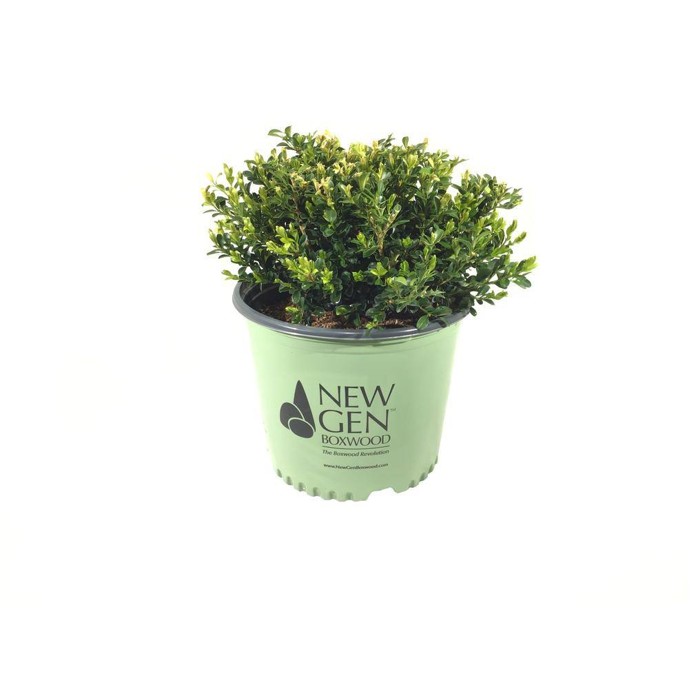 NewGen 3 Gal. Boxwood (Buxus) Independence Shrub 21683