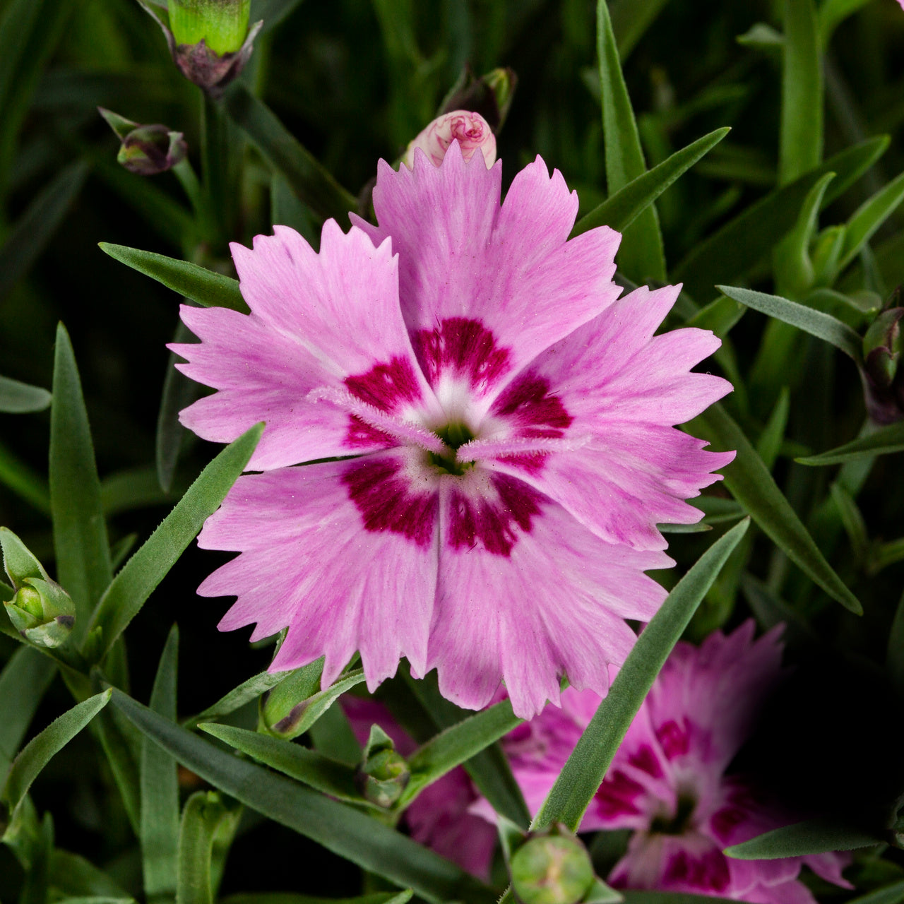 Expert Gardener 1.5 Gallon Bicolor Pink and Red Dianthus Annual Live Plant (1 Count) with Decorative Hanging Basket