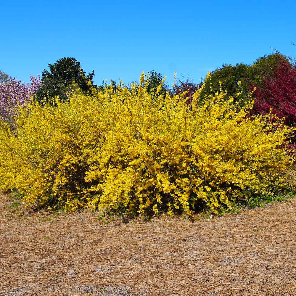 Lynwood Gold Forsythia Shrub