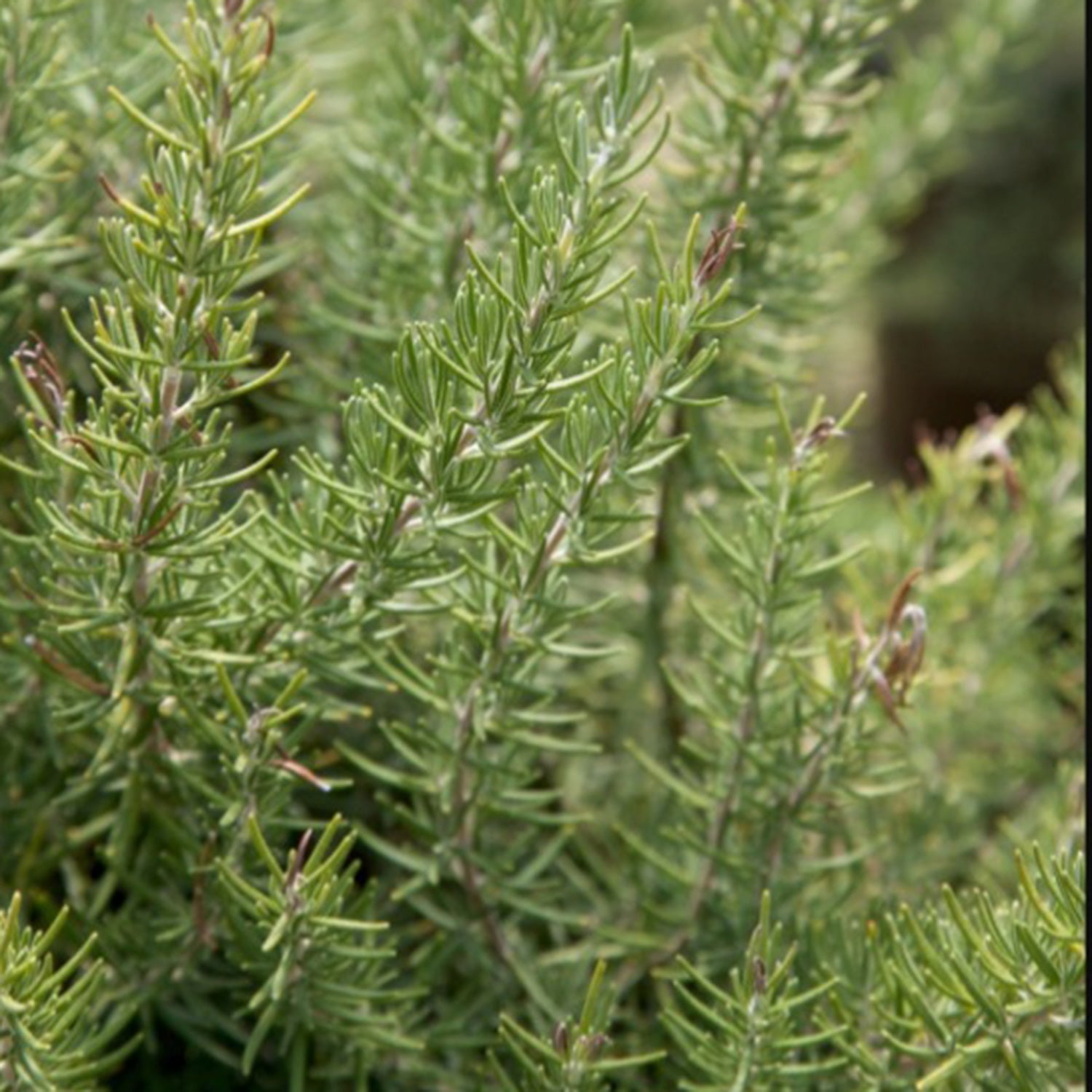 Chef's Choice Rosemary (2 Gallon) Fragrant Evergreen Herb Shrub - Full Sun Live Outdoor Plant - Southern Living Plants