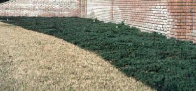 Classy Groundcovers - Blue Rug Juniper Creeping Juniper {25 Pots - 3 1/2 inch Square}