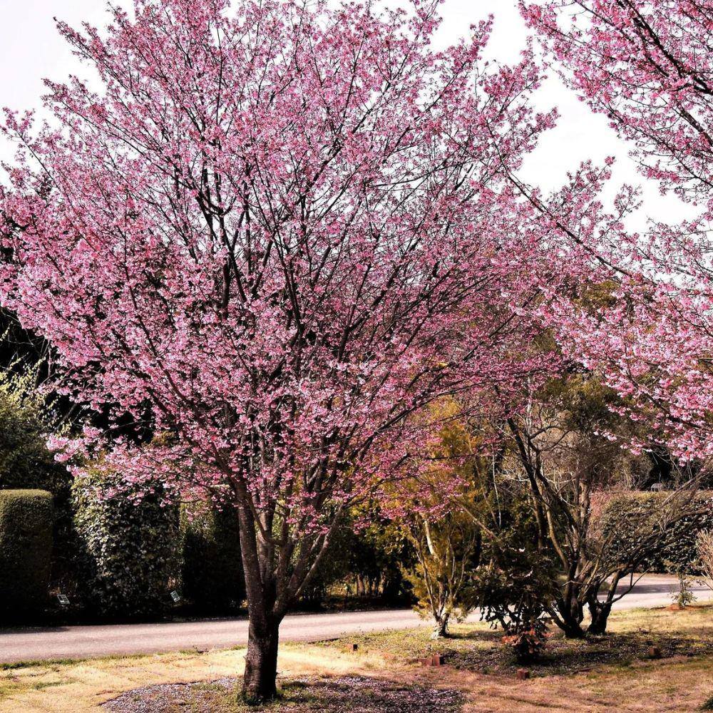 7 Gal. Okame Cherry Flowering Deciduous Tree with Pink Flowers CHFOKA07G