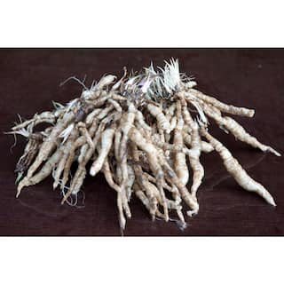 VAN ZYVERDEN Lavender Hosta Halcyon Roots (3-Pack) 83781