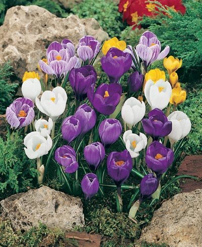 Crocus Mixed