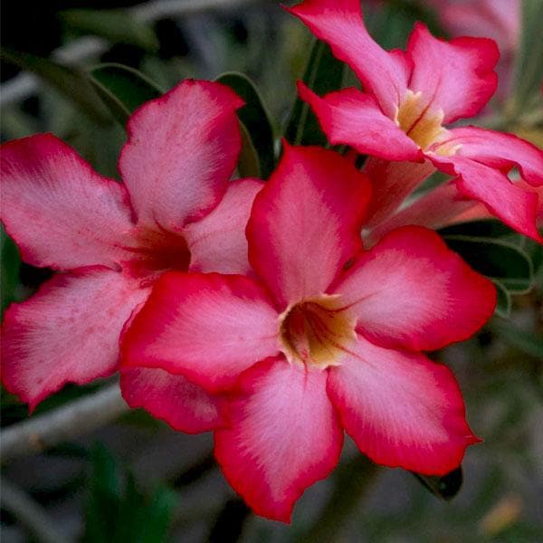 Adenium Plant, Desert Rose (Pink, Double Shaded) - Plant