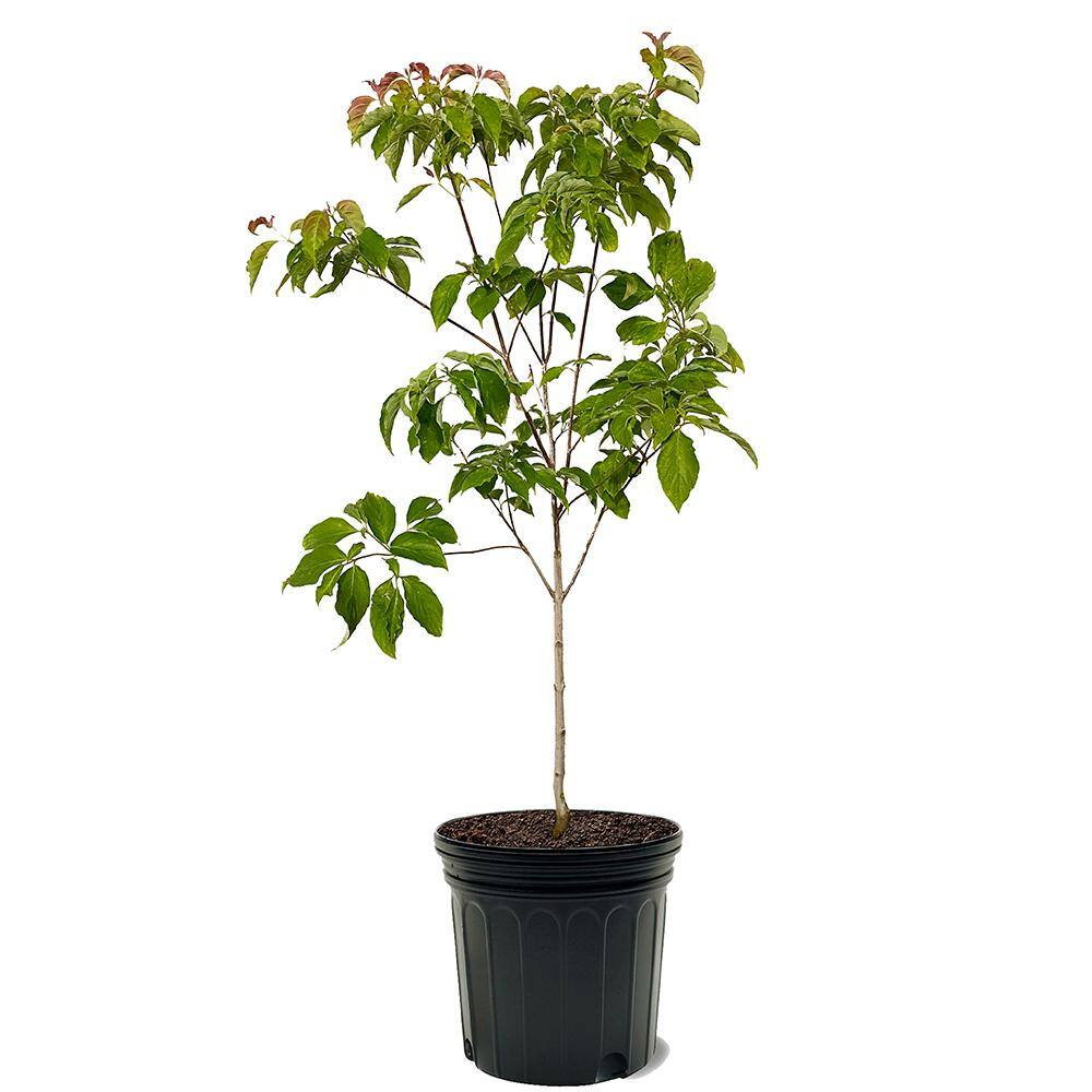 Red Flowering Dogwood Tree DOGRED07G
