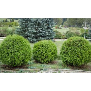 BELL NURSERY 3 Gal. Little Giant American Arborvitae (Thuja) Live Evergreen Shrub THUJA3OLG1PK