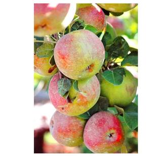 Southern Living 5 gal. McIntosh Apple Tree APPMCI05GSL