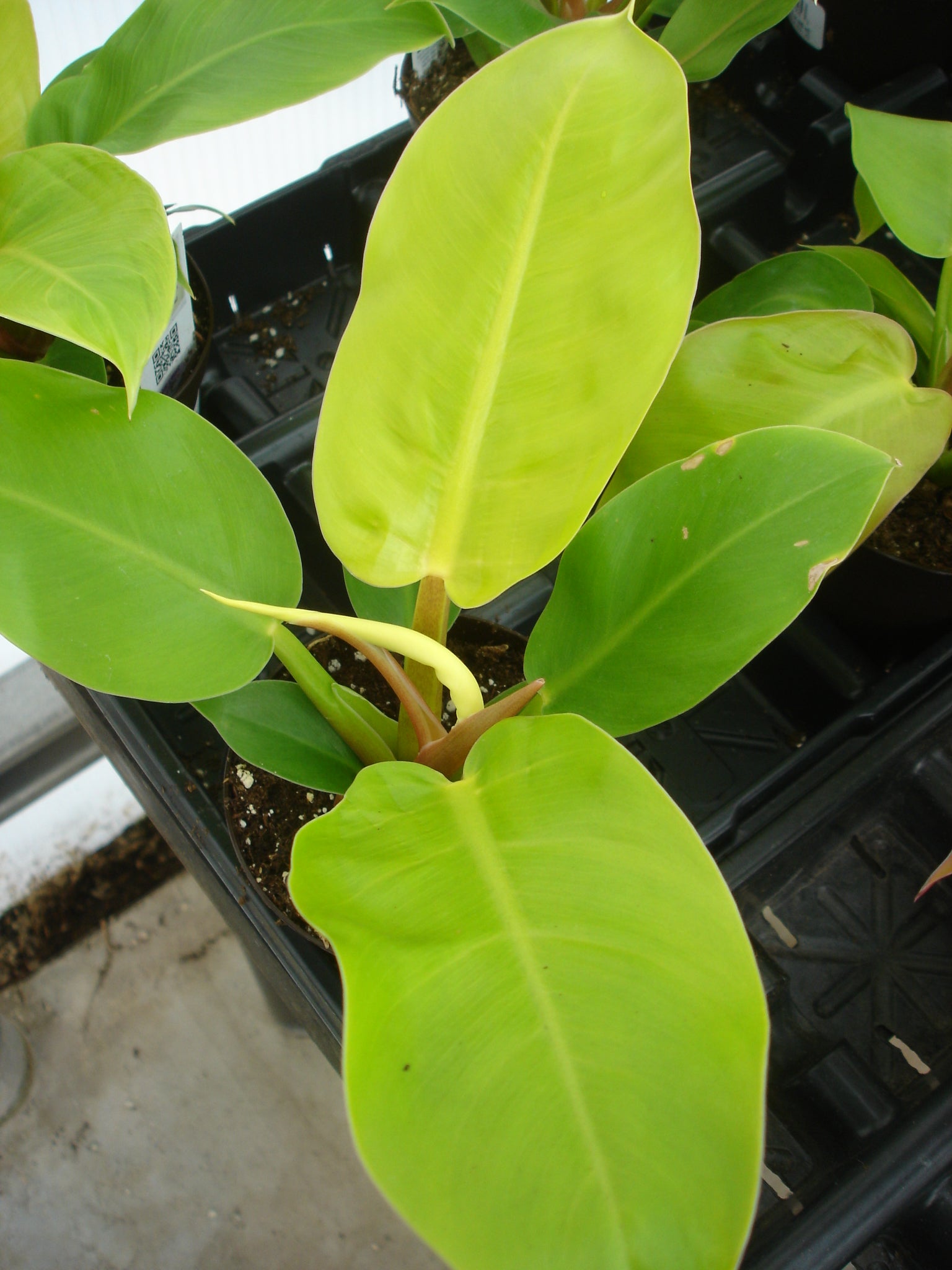 Philodendron Moonlight Hanging Basket - Live Plant in a 4 inch Hanging Pot - Philodendron 'Moonlight' - Extremely Rare Indoor Air Purifying Houseplant