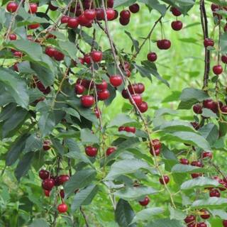 5 gal. Tulare Cherry Tree CHETUL05G