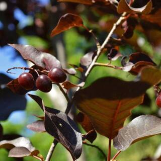 SOUTHERN LIVING 7 Gal. Canada Red Chokecherry Tree CHCCAN07G