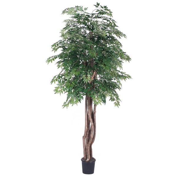 Vickerman 6' Green Ming Aralia Everyday Tree